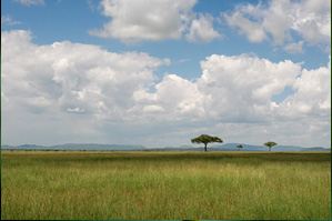 Serengeti grassland